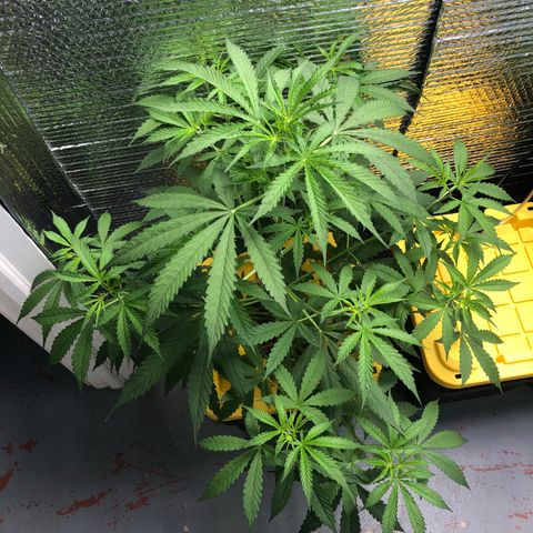 Northern Lights Auto growlog timeline photo