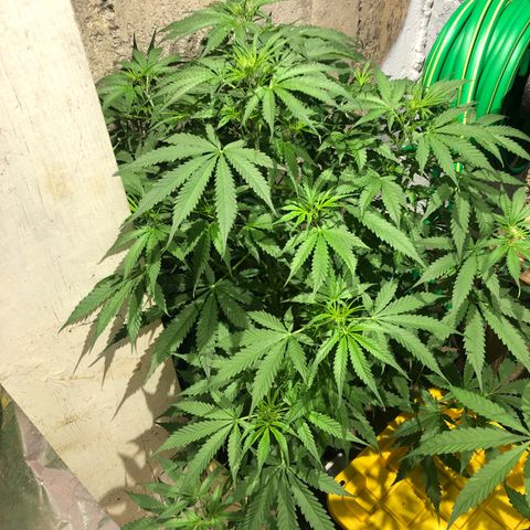 Northern Lights Auto growlog timeline photo