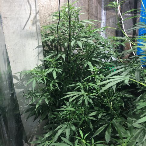 Northern Lights Auto growlog timeline photo
