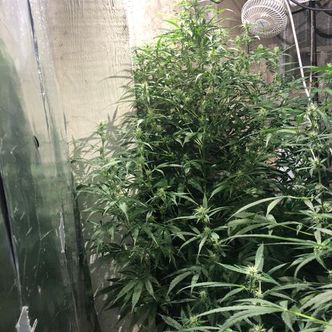 Northern Lights Auto growlog timeline photo