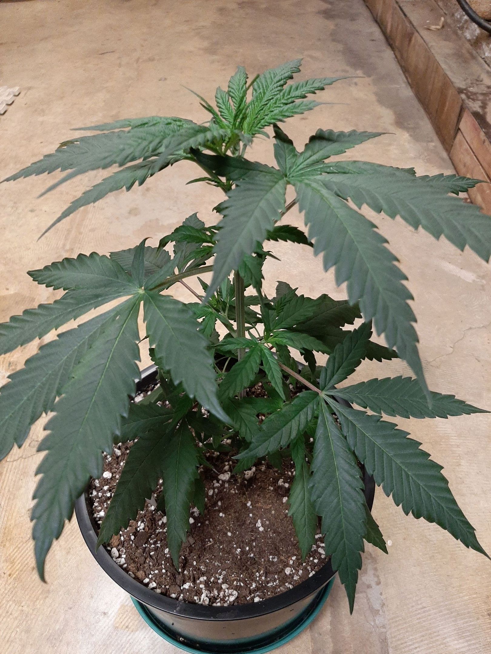 JH2 growlog header