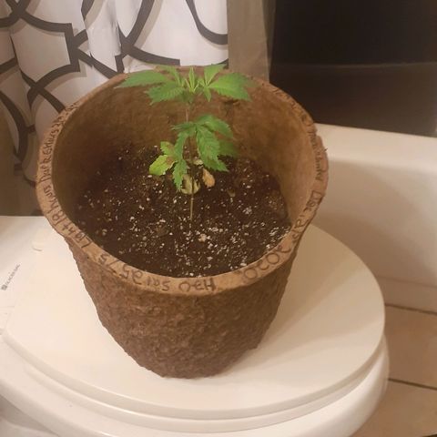 Juan growlog timeline photo