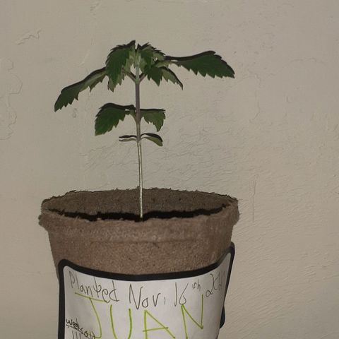 Juan growlog timeline photo