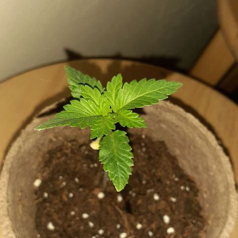 Juan growlog timeline photo