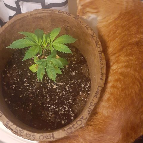 Juan growlog timeline photo