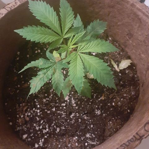 Juan growlog timeline photo