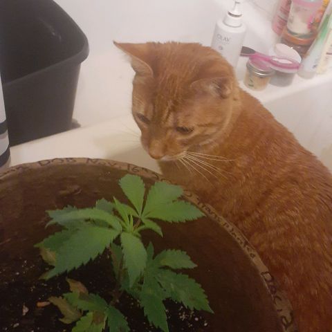 Juan growlog timeline photo