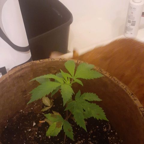 Juan growlog timeline photo