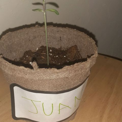 Juan growlog timeline photo