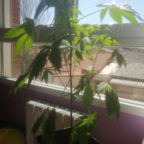Kushkunk growlog photo: Poda de 6 brazos a 20 cm de la base