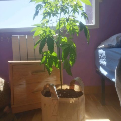 Kushkunk growlog timeline photo