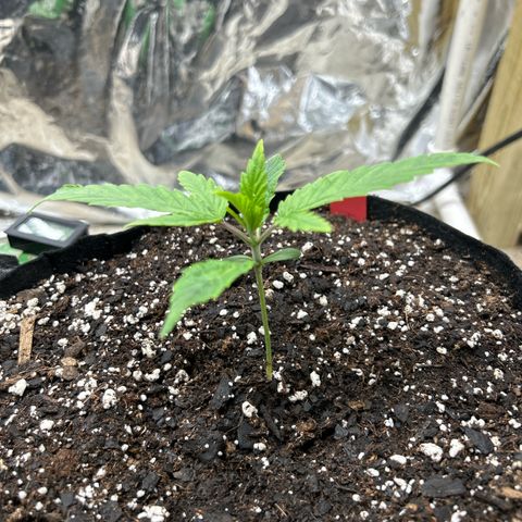Mephisto Double Grape Auto growlog timeline photo