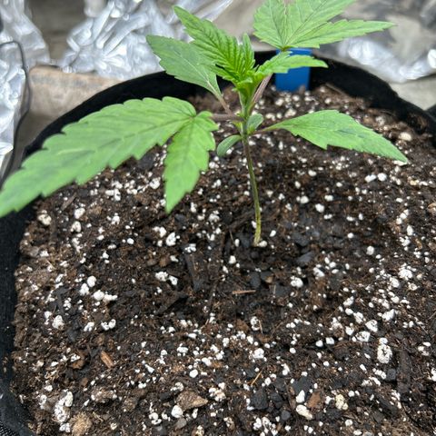 Night Owl Strawberry Popesicle Auto growlog timeline photo