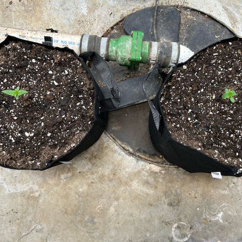 Mephisto Double Grape Auto growlog timeline photo