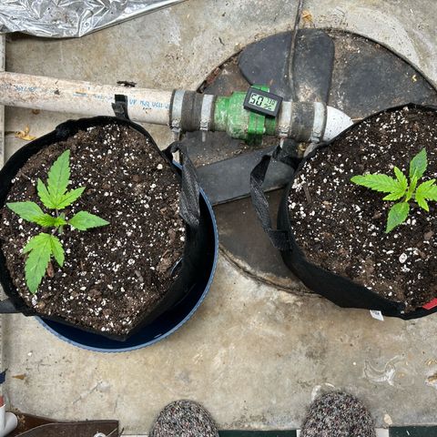 Mephisto Double Grape Auto growlog timeline photo