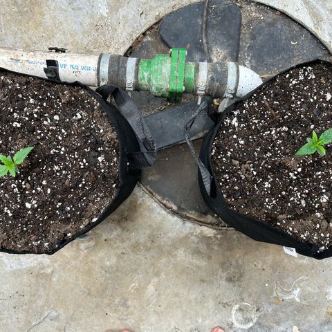 Mephisto Double Grape Auto growlog timeline photo