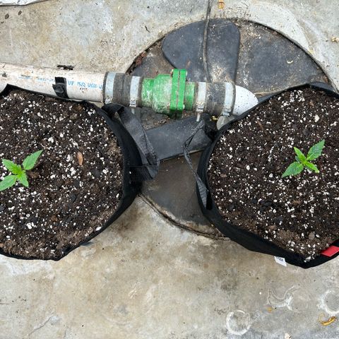 Mephisto Double Grape Auto growlog timeline photo