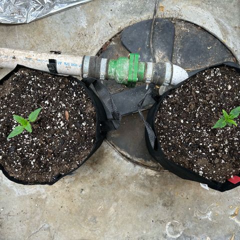 Mephisto Double Grape Auto growlog timeline photo