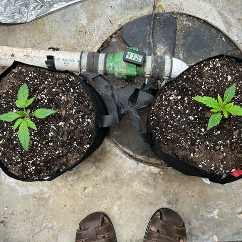 Mephisto Double Grape Auto growlog timeline photo
