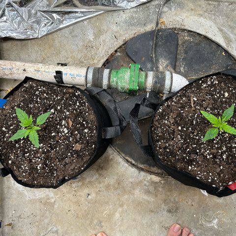 Mephisto Double Grape Auto growlog timeline photo
