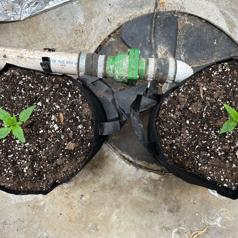 Mephisto Double Grape Auto growlog timeline photo