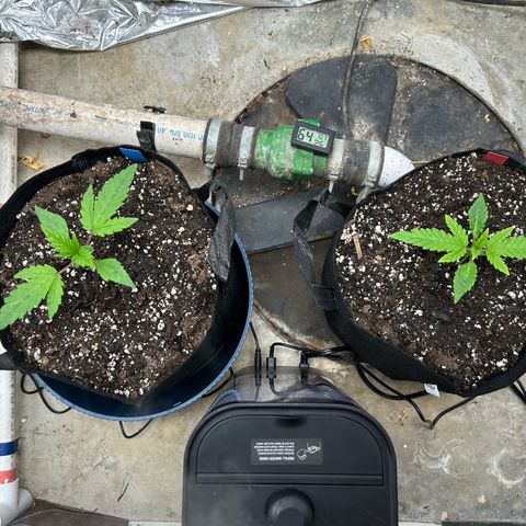 Mephisto Double Grape Auto growlog timeline photo