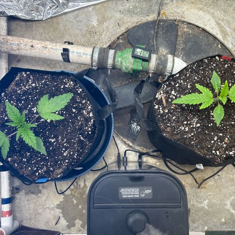Mephisto Double Grape Auto growlog timeline photo