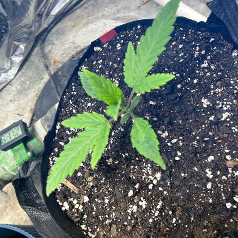 Mephisto Double Grape Auto growlog timeline photo
