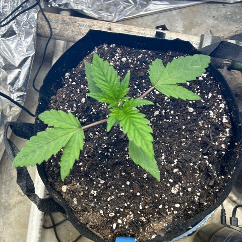 Night Owl Strawberry Popesicle Auto growlog timeline photo