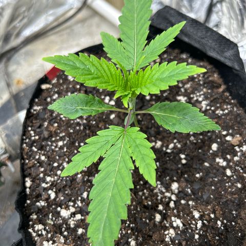 Mephisto Double Grape Auto growlog timeline photo