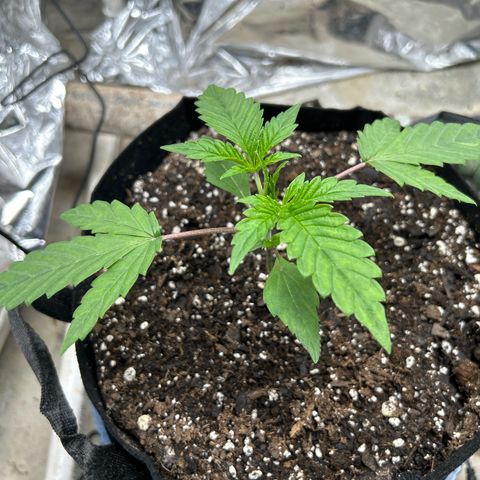 Night Owl Strawberry Popesicle Auto growlog timeline photo
