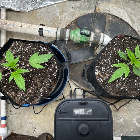 Night Owl Strawberry Popesicle Auto growlog timeline photo
