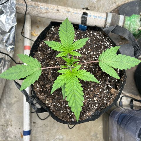 Night Owl Strawberry Popesicle Auto growlog timeline photo