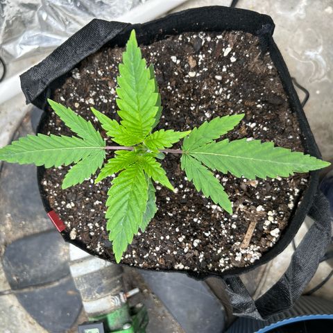 Mephisto Double Grape Auto growlog timeline photo