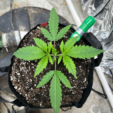 Mephisto Double Grape Auto growlog timeline photo