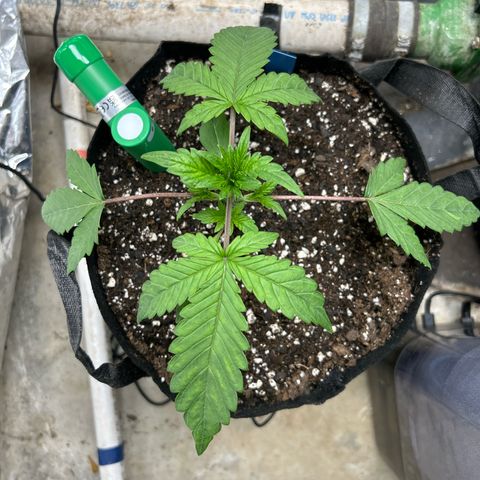 Night Owl Strawberry Popesicle Auto growlog timeline photo