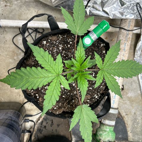 Night Owl Strawberry Popesicle Auto growlog timeline photo