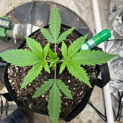 Mephisto Double Grape Auto growlog timeline photo