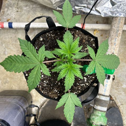 Night Owl Strawberry Popesicle Auto growlog timeline photo
