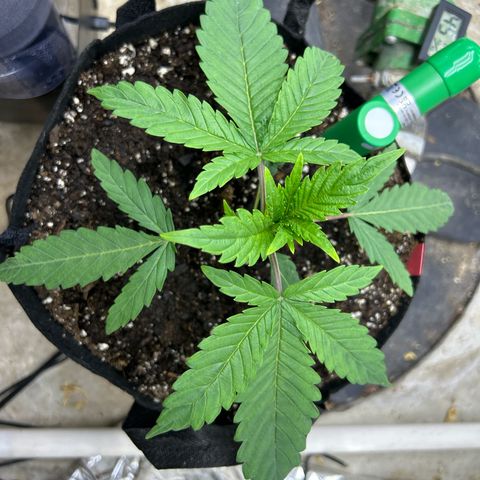 Mephisto Double Grape Auto growlog timeline photo
