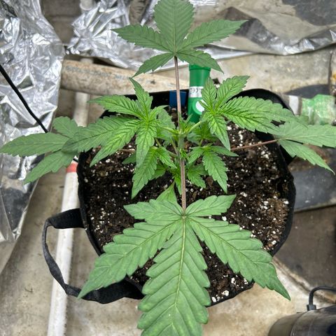 Night Owl Strawberry Popesicle Auto growlog timeline photo