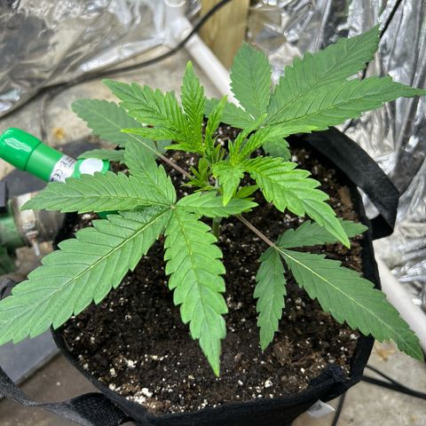 Mephisto Double Grape Auto growlog timeline photo