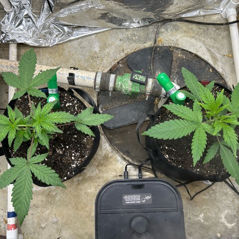 Mephisto Double Grape Auto growlog timeline photo