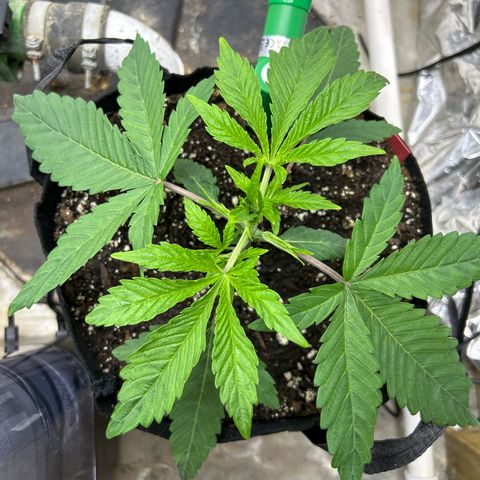 Mephisto Double Grape Auto growlog timeline photo