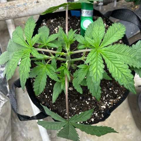 Night Owl Strawberry Popesicle Auto growlog timeline photo