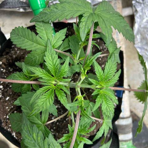 Night Owl Strawberry Popesicle Auto growlog timeline photo