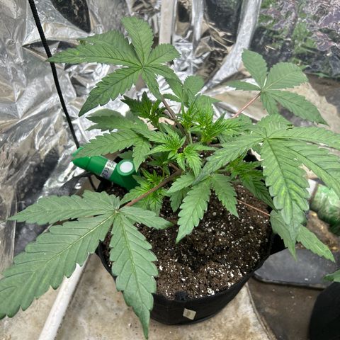 Night Owl Strawberry Popesicle Auto growlog timeline photo