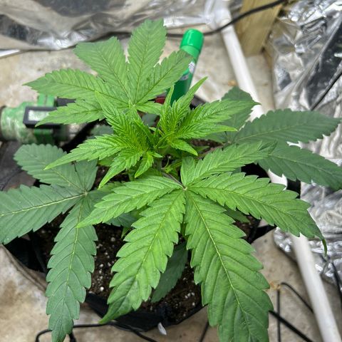 Mephisto Double Grape Auto growlog timeline photo