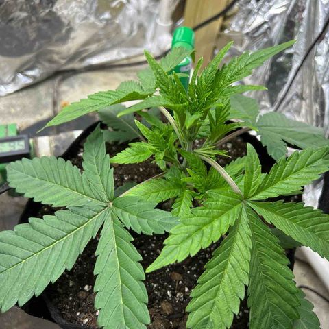 Mephisto Double Grape Auto growlog timeline photo