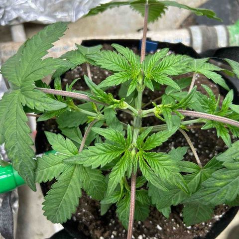 Night Owl Strawberry Popesicle Auto growlog timeline photo